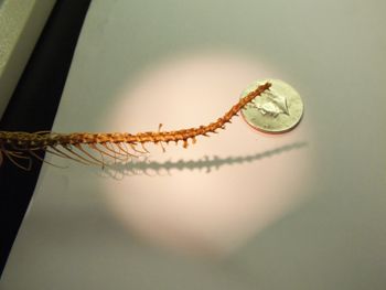 Media type: image;   Herpetology R-18364